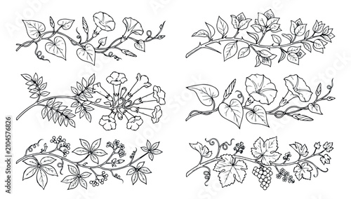 Foto Vintage botanical line art collection, 6 hand drawn floral branch vectors, black
