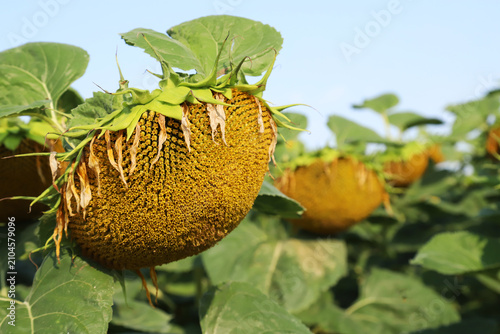 Close-up of a drooping, ripe sunflower seed head in a late-summer field, high...
