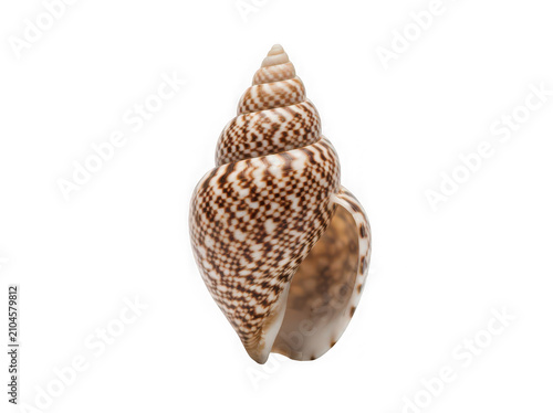 Single spiral sea shell with brown patterns on a natural textured surface