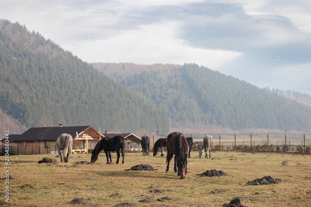 Obraz premium Horses graze in a tranquil field under the sun, surrounded by rolling mountains and rustic cabins, creating a peaceful harmony with nature