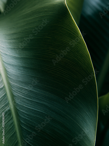 Abstract closeup of a dark green tropical leaf with natural texture