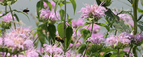 Bumble Bee Hovering Near Wild Bergamot Flowers in Summer Meadow
