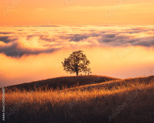 Canvastavla Golden grass surrounding a lone oak tree above a sea of clouds in Big Sur, Calif