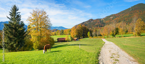 Fotografie pictorial colorful landscape with grazing cow in autumn