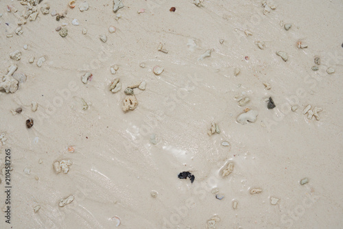 Cuadro en lienzo Wet Coral Sand Texture with Scattered Shell Fragments and Natural Tropical Beach