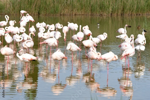Greater Flamingo (Phoenicopterus rouses) in the Pont de Gau ornithological park, Camargue National Park. Rhône River Delta in Provence. France. Europe.