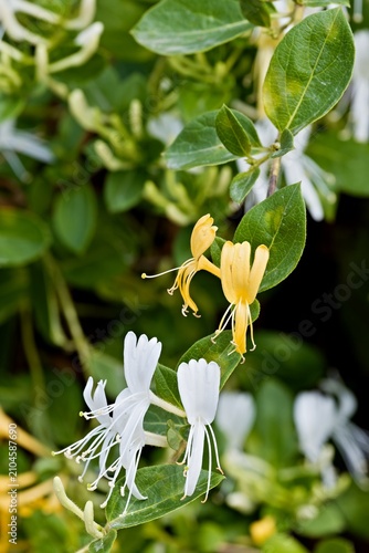 Quadro su tela Japanese Honeysuckle (Lonicera japonica) plant in Pont de Gau ornithological park, Camargue National Park