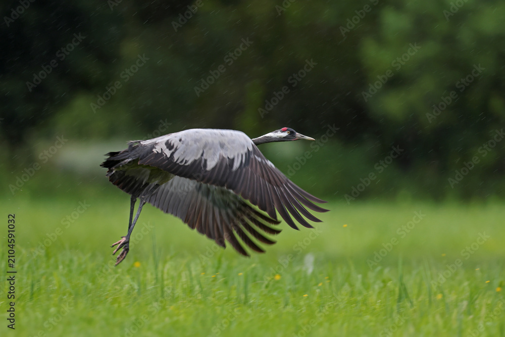 Fototapeta premium Żuraw (Grus grus), crane