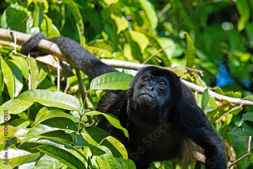 Photography Howler monkey in a tree in a rainforest near Gamboa in Panama