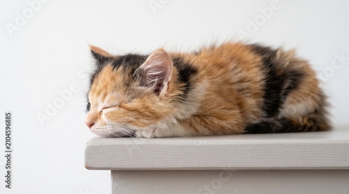 Adorable Calico Kitten Sleeping Peacefully on a Wooden Surface