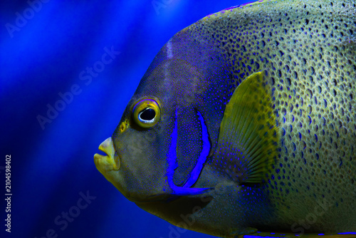 Angelfish profile macro. Pomacanthus semicirculatus portrait. Exotic marine creature. Blue aquarium backdrop. Coral reef dweller. Yellow eye ring. Spotted skin texture. Neon gills detail. Tropical