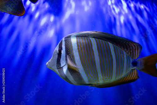Sailfin tang profile. Striped fish swimming. Zebrasoma desjardinii portrait. Blue aquarium background. Coral reef species. Underwater light rays. Tropical sea creature. Marine wildlife capture. Yellow