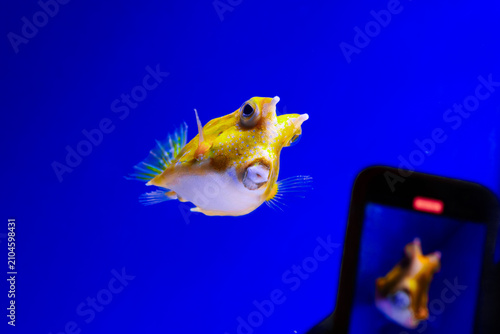 Filming cowfish smartphone. Taking photo aquarium. Longhorn boxfish display. Mobile screen preview. Blue background tank. Tropical fish recording. Cellphone camera capture. Oceanarium tourist hobby