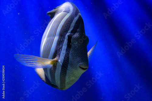 Sailfin tang profile. Striped fish swimming. Zebrasoma desjardinii portrait. Blue aquarium background. Coral reef species. Underwater light rays. Tropical sea creature. Marine wildlife capture. Yellow