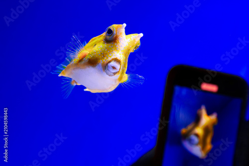 Filming cowfish smartphone. Taking photo aquarium. Longhorn boxfish display. Mobile screen preview. Blue background tank. Tropical fish recording. Cellphone camera capture. Oceanarium tourist hobby