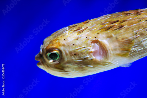 Pufferfish profile shot. Porcupine fish swimming. Spiky marine creature. Blue aquarium background. Tropical ocean animal. Exotic underwater wildlife. Poisonous blowfish closeup. Green eye detail. Sea
