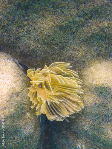 Canvastavla Feather duster worm displaying its colorful crown on a coral reef in Tanote Bay,