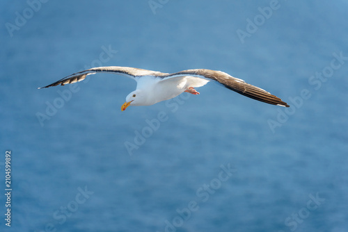 A seagull bird with wings spread wide and a white body flying over the ocean sea as a blurred background