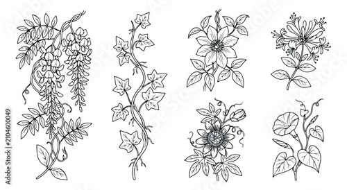Foto Vintage botanical line art collection, hand drawn climbing plants and floral vin
