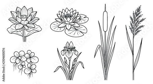 Tableau sur toile Botanical pond plants line art collection, 6 aquatic flower and reed vector illu