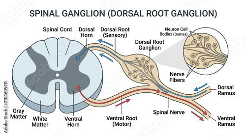 Cuadro en lienzo Spinal Ganglion and Dorsal Root Ganglion Anatomy Infographic
