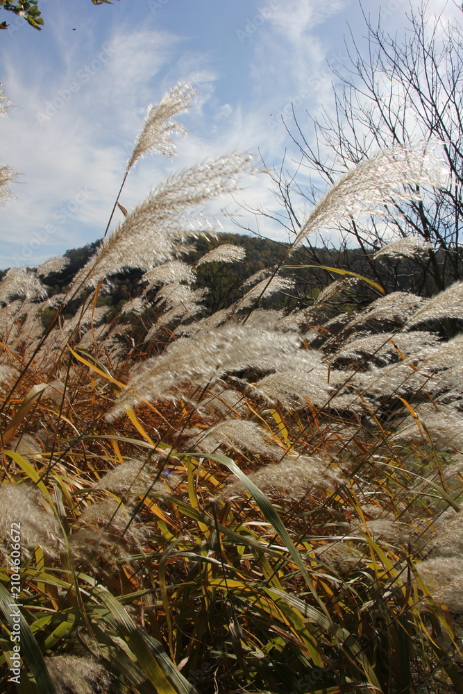Obraz premium Pampas Grass in the autumn sun