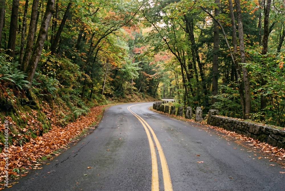 Fototapeta premium Curving forest park road with wet asphalt stone guard wall and autumn leaves