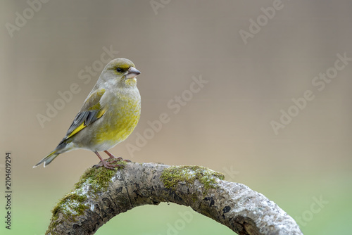 Bild auf Leinwand European Greenfinch Perched on Mossy Branch
