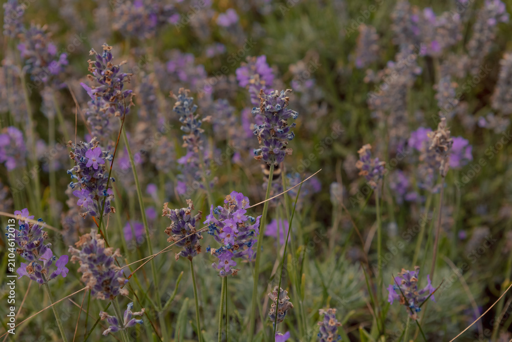 Fototapeta premium Blooming lavender flowers creating a natural purple floral background. Soft botanical texture in summer garden.