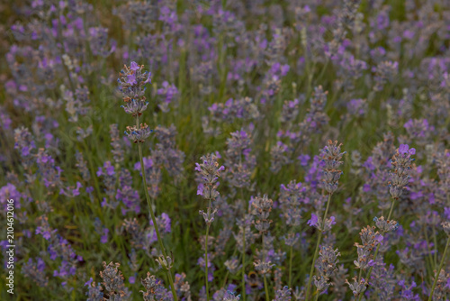 Blooming lavender flowers creating a natural purple floral background. Soft botanical texture in summer garden.