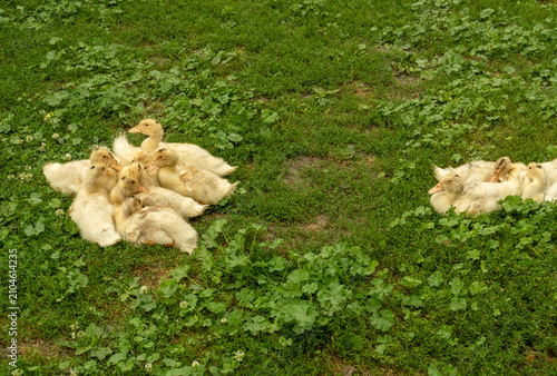Cuadro en lienzo Ducks gather on the grass, some sitting in a group and others resting alone