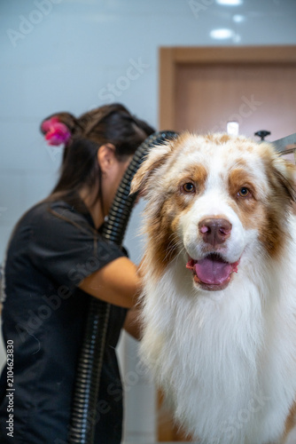 Dog grooming professional blow drying Australian Shepherd in a pet salon for clean fur and healthy skin