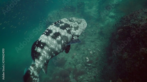 Tableau sur toile Grouper gliding over a reef, roaming the underwater ecosystem