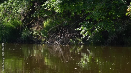 Calm river flows beneath lush, dense green trees. Sunlight filters through the leaves, creating dappled patterns on the water. Gentle ripples reflect the forest scene