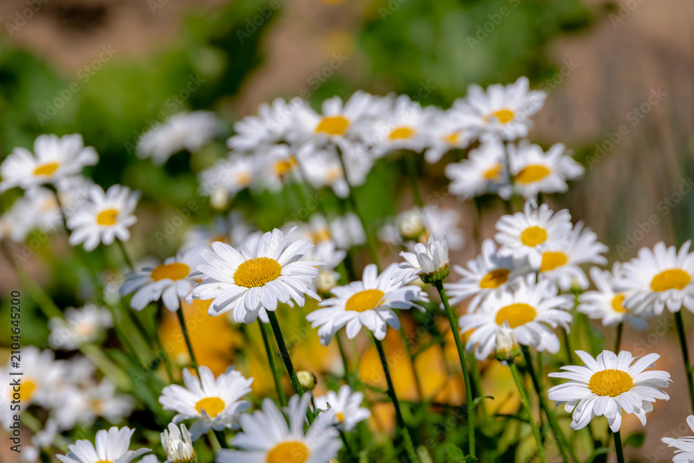 Fototapeta premium Selective focus of white flowers Leucanthemum maximum in the fields, Shasta daisy is a commonly grown flowering herbaceous perennial plant with the classic daisy appearance, Natural floral background.