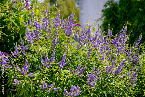 Selective focus of blue flowers and green leaves, Chaste tree (Monnikspeper) in the garden with sunlight, Vitex agnus-castus is a genus of tropical and sub-tropical flowering plants, Nature background