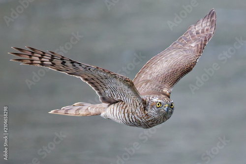 Bild auf Leinwand こちらを見ながら飛ぶハイタカ(Sparrow Hawk)幼鳥