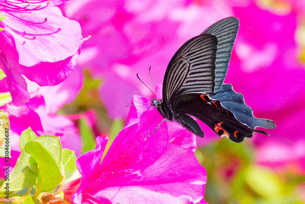Foto ツツジの花に寄って来たクロアゲハ(Spangle)