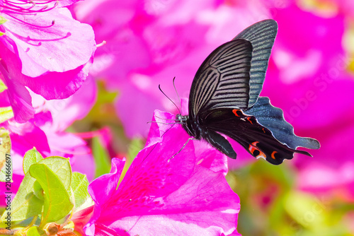 Konstfotografi ツツジの花に寄って来たクロアゲハ(Spangle)