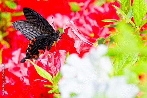 Fotografía ツツジの花に留まるクロアゲハ(Spangle)