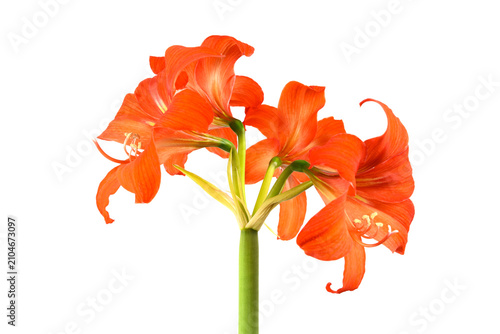 Fényképezés orange amaryllis flowers on a stem from behind