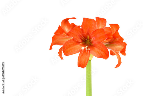 tender orange amaryllis flower with a stem