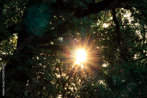 Fotografie Sunlight through forest trees