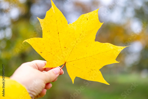 Bright yellow maple leaf held gently in female hand, soft bokeh background, cozy sweater sleeve, seasonal beauty, autumn mood concept, seasonal connection, Celebrating season’s change, Cozy fall vibes