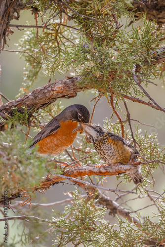 Konstfotografi Mother robin feeding young fledgling on tree branch