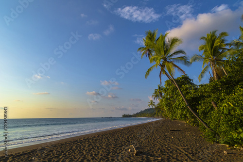 Corcovado National Park, Costa Rica, Beach with coconut trees and ocean view, perfect for relaxation and adventure.