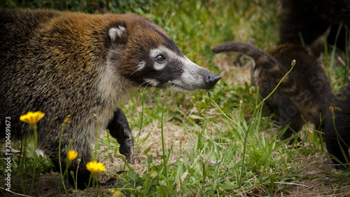 Coati walking in field with flowers, Costa Rica, Arenal National Park, wildlife, nature, animal, outdoor, adventure, exploration, travel, destination, hiking, camping, outdoors, tourism, scenic