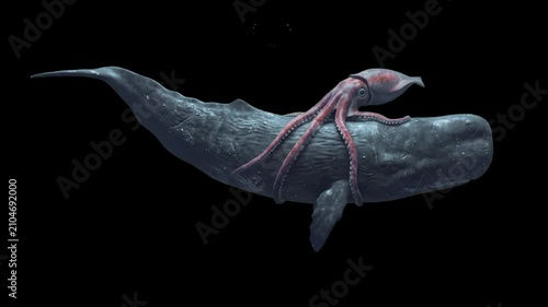 A dramatic marine confrontation featuring a colossal giant squid wrapping its tentacles around a sperm whale, isolated on a solid black background. Ideal for ocean predator documentaries, deep-sea exp