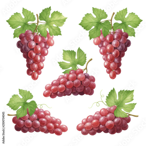 Five clusters of fresh ripe red grapes with vibrant green leaves and intricate veins in a digital watercolor style against a white background, abundant harvest