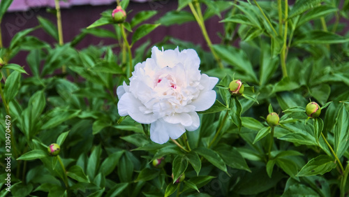 A lush bush of white peonies with open flowers and numerous buds against the background of a wooden garden wall.